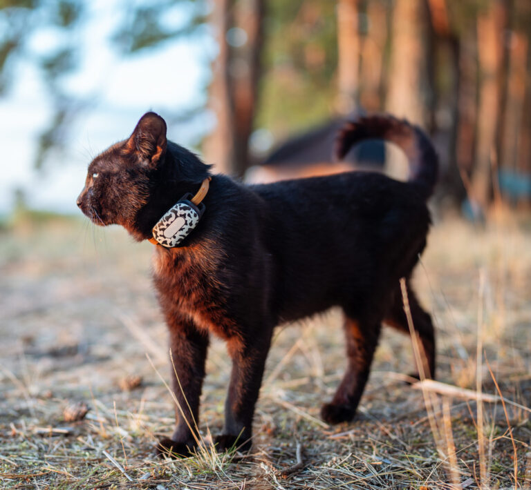 lokalizator dla kota