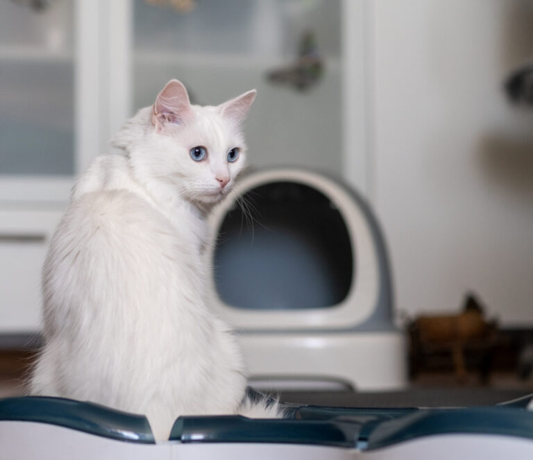 kuweta samoczyszcząca